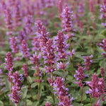 Agastache Purple Haze jedlé kvety fialové
TJKAGPUHAK