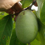 Asimina ovocná Susquehanna s rukou autora odrody, R. N. Peterson