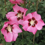 Ibišek syrský Pink Giant