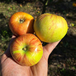 Jabloň Grávštýnske plody