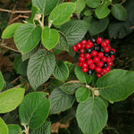 kalina siriputkova plody listy