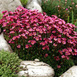 Saxifraga x arendsii ´Highlander Red´ Lomikameň Arendsov ružové jedlé kvety TKBSAXHIGREDK