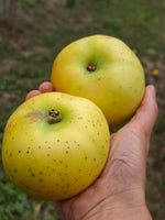 Jabloň Smiřické vzácné