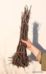 St. Julien A podnož