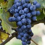 Vinič Muscat Bleu, foto: Ursula Brühl, Julius Kühn-Institut (JKI), Geilweilerhof - 76833 Siebeldingen, GERMANY