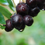 arónia viking plody ovocný ker