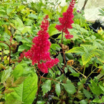 Astilba Arendsova Fanal