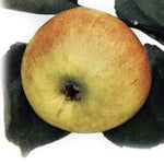 jabloň Blenheimská reneta plody