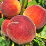 broskyna prunus persica Fénix plody žíhané