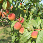 prunus persica broskyňa Modrinka