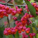 bršlen európsky kvety Euonymus europaeus