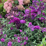 Budleja Davidova Royal Red detail kvety