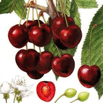 čerešňa Germersdorfská červené plody