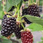 Ostružiník Glorniwa