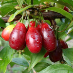 drieň Svetljačok cornus mas veľké červené plody