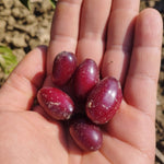 drieň Vydubeckij plody