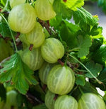 Angrešt Hinnonmäki žlutý