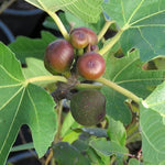 Fíkovník Little Miss Figgy