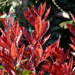 Fotinie fraserova (červienka) Red Robin