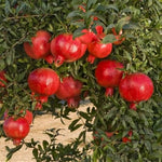 Granátovník púnský Parfianka