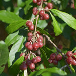 hlošina okolíkatá červené plody Elaeagnus umbellata