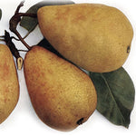 Hrušeň Charneuská