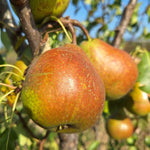 Hrušeň Grosdemange