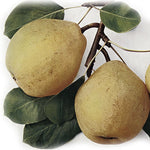 Hrušeň Hardenpontova