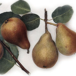 Hrušeň Kozácká štolgartská