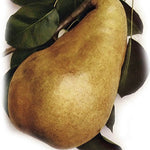 hruška Marillatova plod