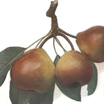 hruška Solnohradka plody