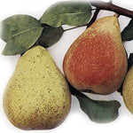 Hruška Sterkmanova plody