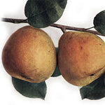 Hrušeň Anglická bergamotka