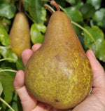 Hrušeň Boscova fľaša