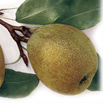 hruška dekanka zimná plod