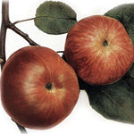 Jabloň Baumannova reneta plody