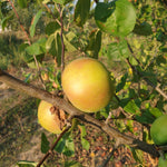 jabloň čistecké lahôdkové plody na strome