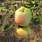 Kalvil biely zimný plody