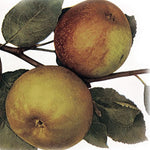 Jabloň Kožená reneta zimná plody