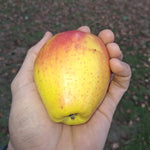 Jabloň Krasokvět žlutý