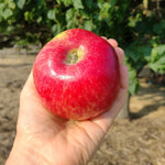 jabloň Riznerovo plod