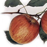 jabloň viliamovo červené plody