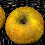 jabloň Wesenerovo plod