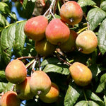 Jarabina oskorušová Inovecká veľkoplodá plody