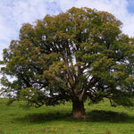 Javor horský dospelý strom
Acer pseudoplatanus