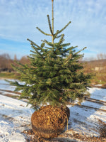 jedľa Nordmannova abies Nordmanniana