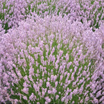 Levanduľa úzkolistá Rosea
Lavandula angustifolia Rosea jemne fialové kvety OTLEVUZKROK