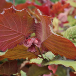 lieska Lombardská čevrená corylus avellana plody červené listy