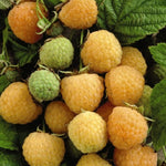 Malina Golden Everest plody detail OKMGOLEK