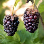 Malinočernica Boysenberry plody detail
OKMCBOYSK